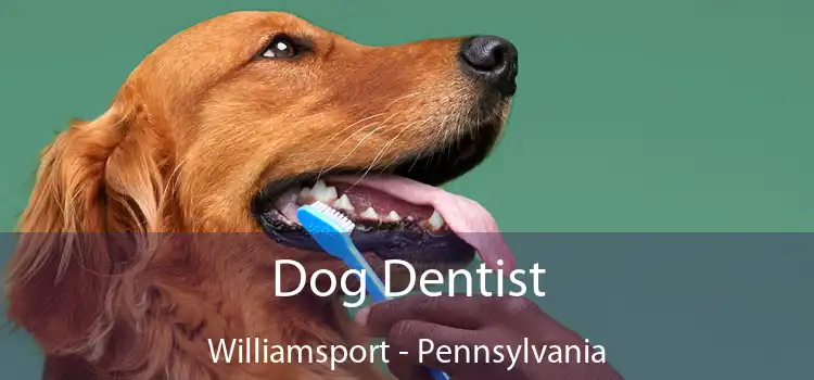 Dog Dentist Williamsport - Pennsylvania
