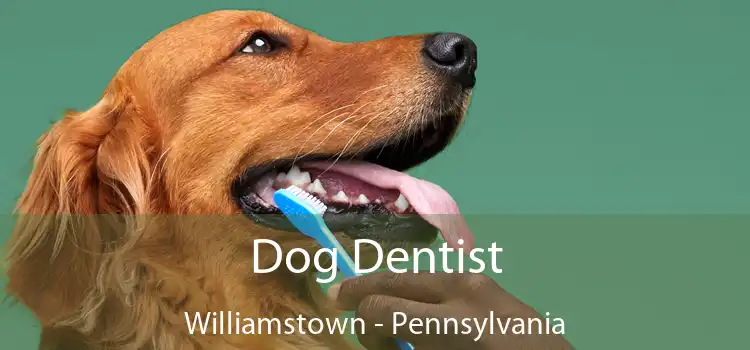 Dog Dentist Williamstown - Pennsylvania