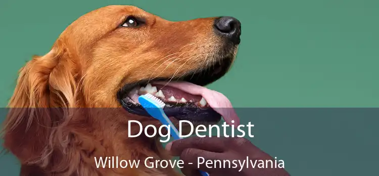 Dog Dentist Willow Grove - Pennsylvania