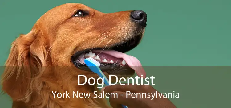 Dog Dentist York New Salem - Pennsylvania