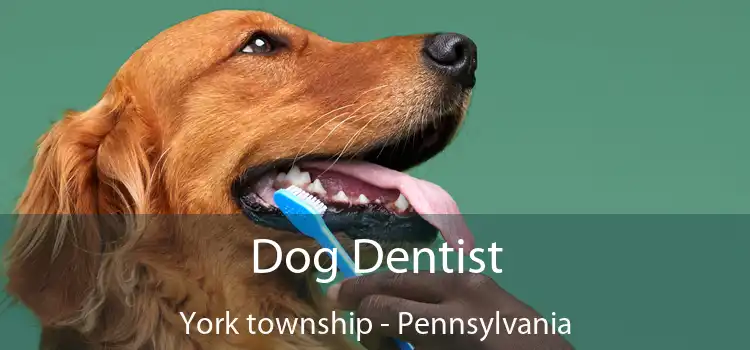 Dog Dentist York township - Pennsylvania