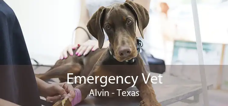 Emergency Vet Alvin - Texas