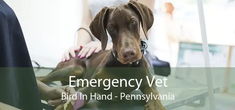 Emergency Vet Bird In Hand - Pennsylvania
