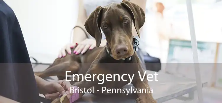 Emergency Vet Bristol - Pennsylvania
