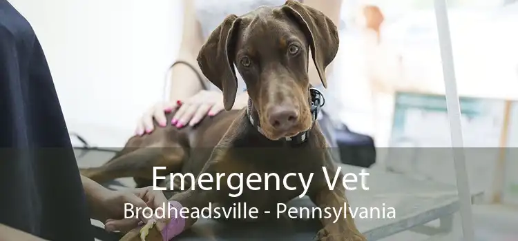Emergency Vet Brodheadsville - Pennsylvania