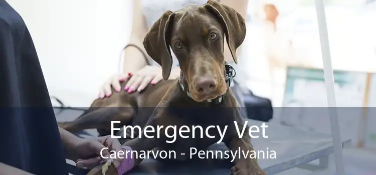 Emergency Vet Caernarvon - Pennsylvania