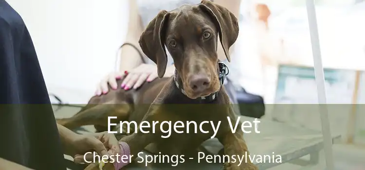 Emergency Vet Chester Springs - Pennsylvania