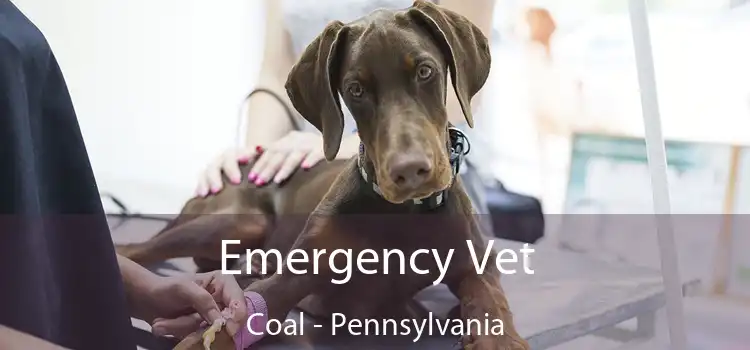 Emergency Vet Coal - Pennsylvania