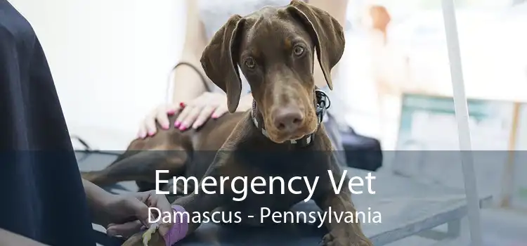 Emergency Vet Damascus - Pennsylvania