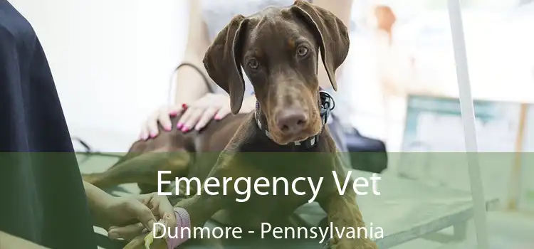 Emergency Vet Dunmore - Pennsylvania