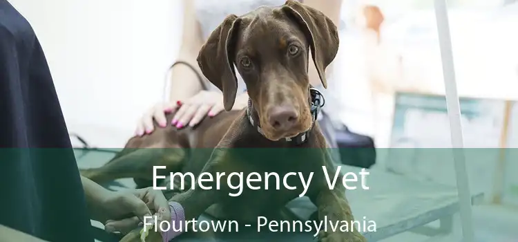 Emergency Vet Flourtown - Pennsylvania