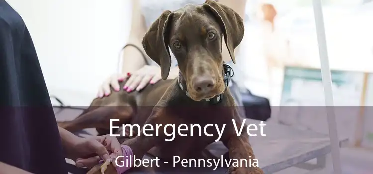 Emergency Vet Gilbert - Pennsylvania