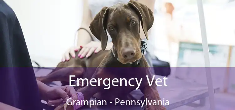 Emergency Vet Grampian - Pennsylvania