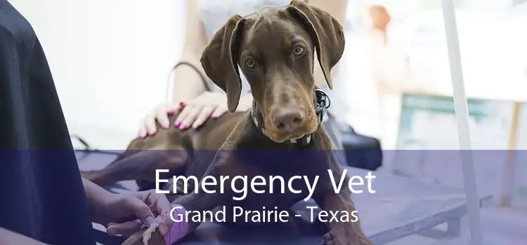 Emergency Vet Grand Prairie - Texas