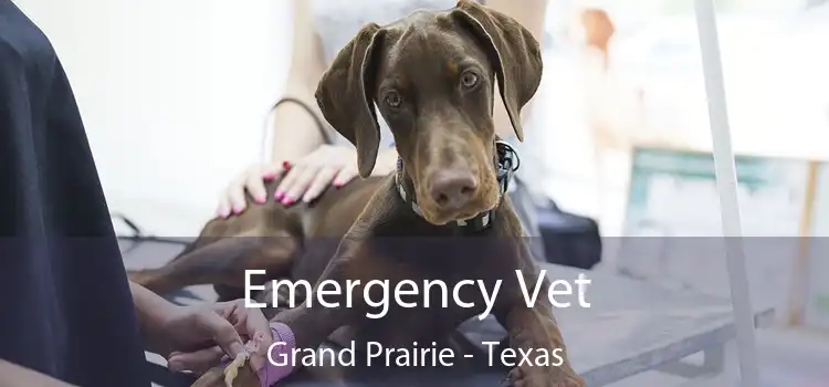 Emergency Vet Grand Prairie - Texas