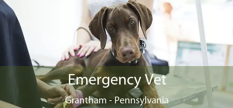 Emergency Vet Grantham - Pennsylvania