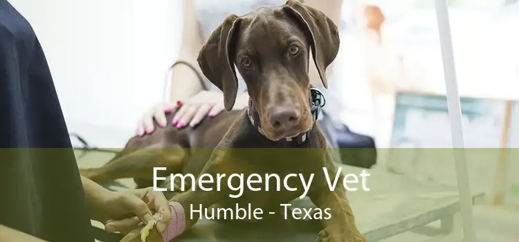 Emergency Vet Humble - Texas