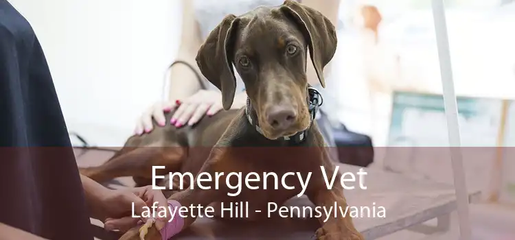 Emergency Vet Lafayette Hill - Pennsylvania