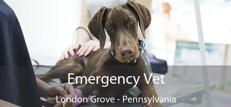 Emergency Vet London Grove - Pennsylvania