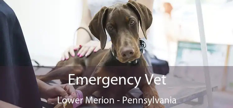 Emergency Vet Lower Merion - Pennsylvania