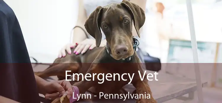 Emergency Vet Lynn - Pennsylvania