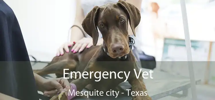 Emergency Vet Mesquite city - Texas