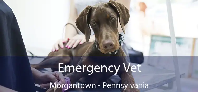 Emergency Vet Morgantown - Pennsylvania