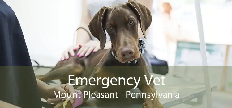 Emergency Vet Mount Pleasant - Pennsylvania