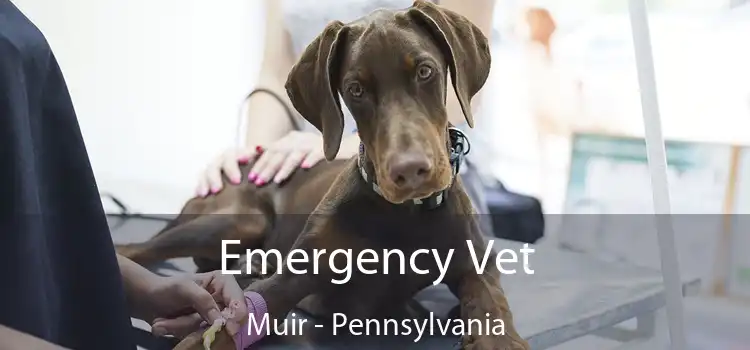 Emergency Vet Muir - Pennsylvania