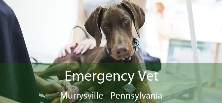 Emergency Vet Murrysville - Pennsylvania