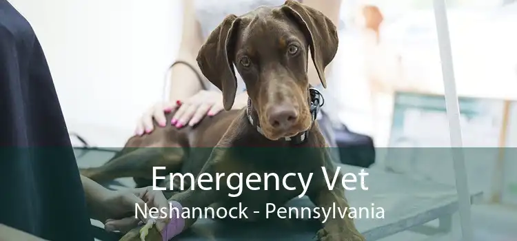 Emergency Vet Neshannock - Pennsylvania