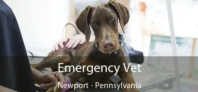 Emergency Vet Newport - Pennsylvania