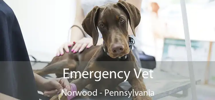 Emergency Vet Norwood - Pennsylvania
