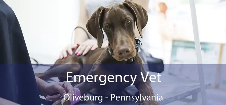 Emergency Vet Oliveburg - Pennsylvania