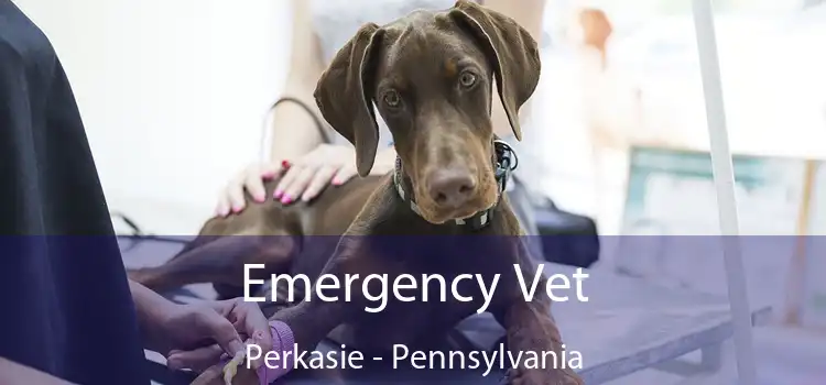 Emergency Vet Perkasie - Pennsylvania