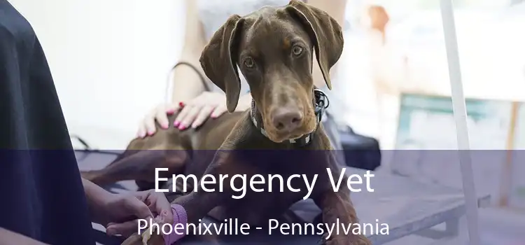 Emergency Vet Phoenixville - Pennsylvania