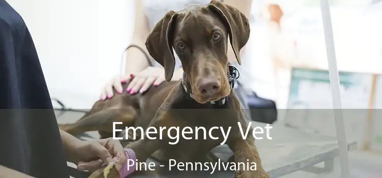 Emergency Vet Pine - Pennsylvania