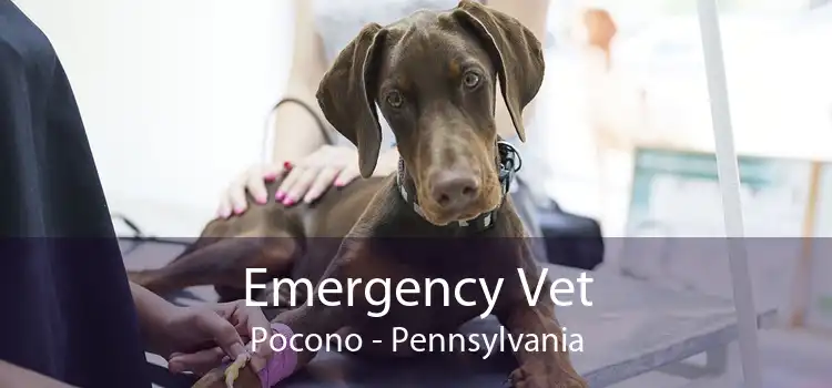 Emergency Vet Pocono - Pennsylvania