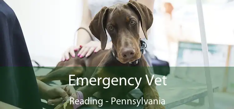 Emergency Vet Reading - Pennsylvania