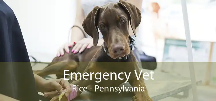 Emergency Vet Rice - Pennsylvania