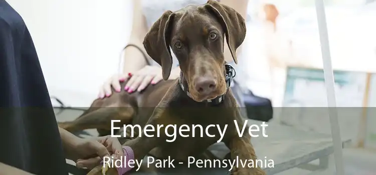 Emergency Vet Ridley Park - Pennsylvania