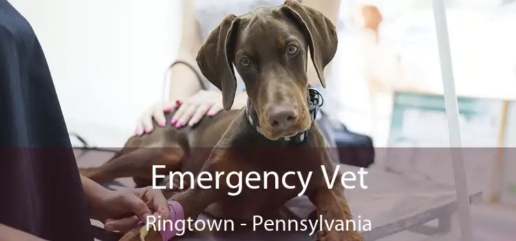 Emergency Vet Ringtown - Pennsylvania