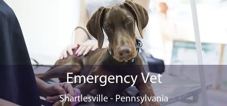 Emergency Vet Shartlesville - Pennsylvania