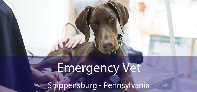 Emergency Vet Shippensburg - Pennsylvania