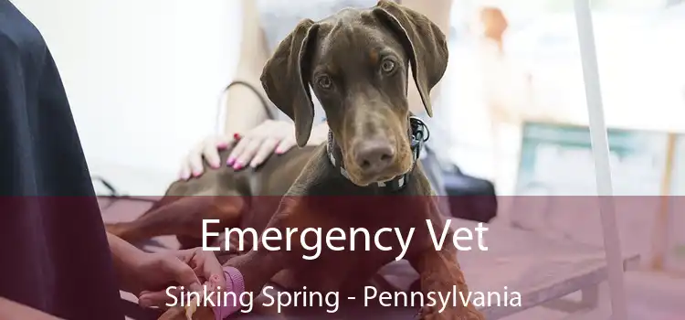 Emergency Vet Sinking Spring - Pennsylvania
