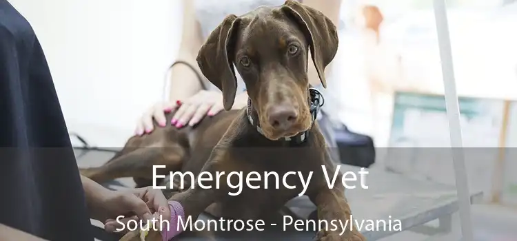 Emergency Vet South Montrose - Pennsylvania
