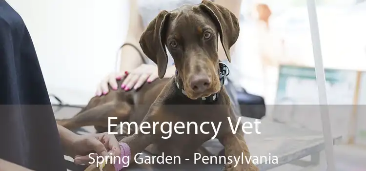 Emergency Vet Spring Garden - Pennsylvania