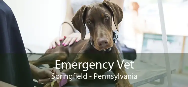 Emergency Vet Springfield - Pennsylvania