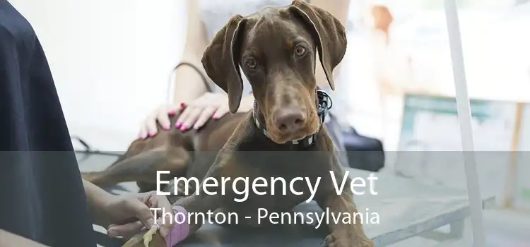 Emergency Vet Thornton - Pennsylvania