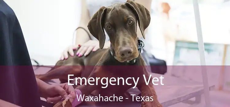 Emergency Vet Waxahache - Texas